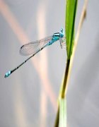 picture of damselfly found in malaysia