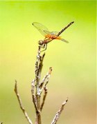 dragonfly of malaysia photo