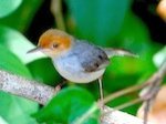 picture of ashy tailorbird in malaysia