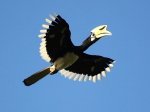 picture of oriental pied hornbill in flight in malaysia