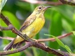 picture of female sunbird in malaysia