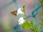 picture of malaysian skipper butterfly