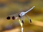 picture of black-tip dragonfly in malaysia