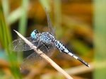 picture of blue-stripes dragonfly
