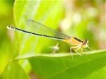 picture of black-tip dragonfly in malaysia