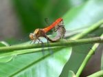 picture of dragonflies mating
