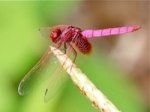 picture of pinkish red dragonfly