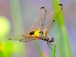 picture of rhyothemis phyllis dragonfly