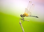 picture of yellowish dragonfly