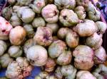 picture of guava (jambu) fruit found in malaysia