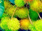 picture of yellow rambutans found in malaysia