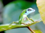 picture of green-crested lizard