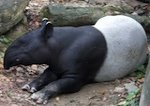 picture of malayan tapir