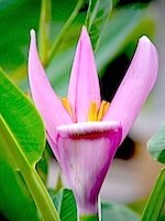 banana flower in malaysia