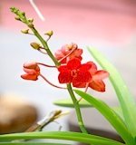 picture of red orchids found in malaysia