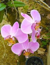 beautiful orchids