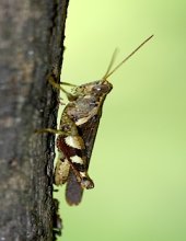 grass-hopper on a tree in malaysia