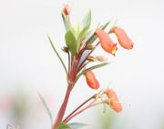 picture of a beautiful flower in malaysia