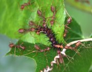 ants feeding caterpillar picture