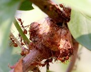 ants nest on a tree photo