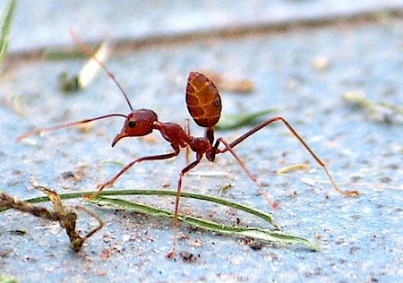 picture of kerengga ant in malaysia