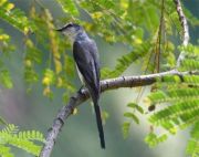 ashy minivet