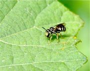 picture of a small bee in malaysia