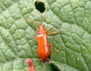 photo of a malaysian red leaf beetle