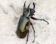 photo of a shiny black malaysian rhinoceros beetle