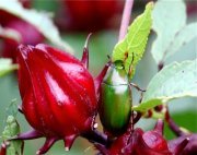 picture of a malaysian flower chafer (scarab) beetle and roselle fruit