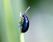 picture of a malaysian scarab beetle