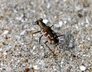 picture of a malaysian tiger beetle specie