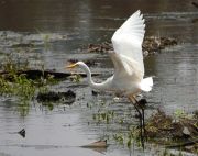 great egret flying
