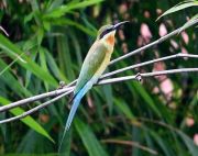 blue-tailed bee-eater