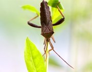 picture of a brown-colored malaysian squash bug