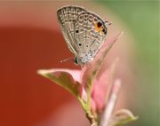 malaysian butterflies - cycad blue