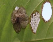 pupa of the great egg-fly