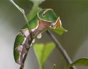 caterpillar of the lime butterfly