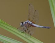 blue dragonfly of malaysia picture