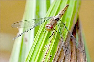 brownish colored dragonfly picture
