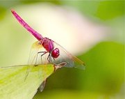 red and pink dragonfly picture