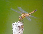 golden-colored dragonfly picture