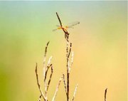 dragonfly of malaysia