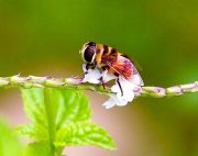 picture of hoverfly found in malaysia