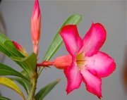 adenium flower