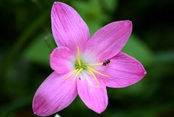 bee on flower picture