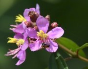 bee on flowers pollinating