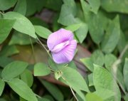 blue pea flower