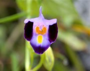 blue wigs flower