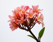 pink frangipani